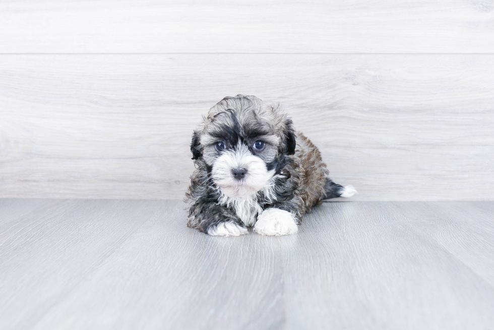 Small Havanese Baby