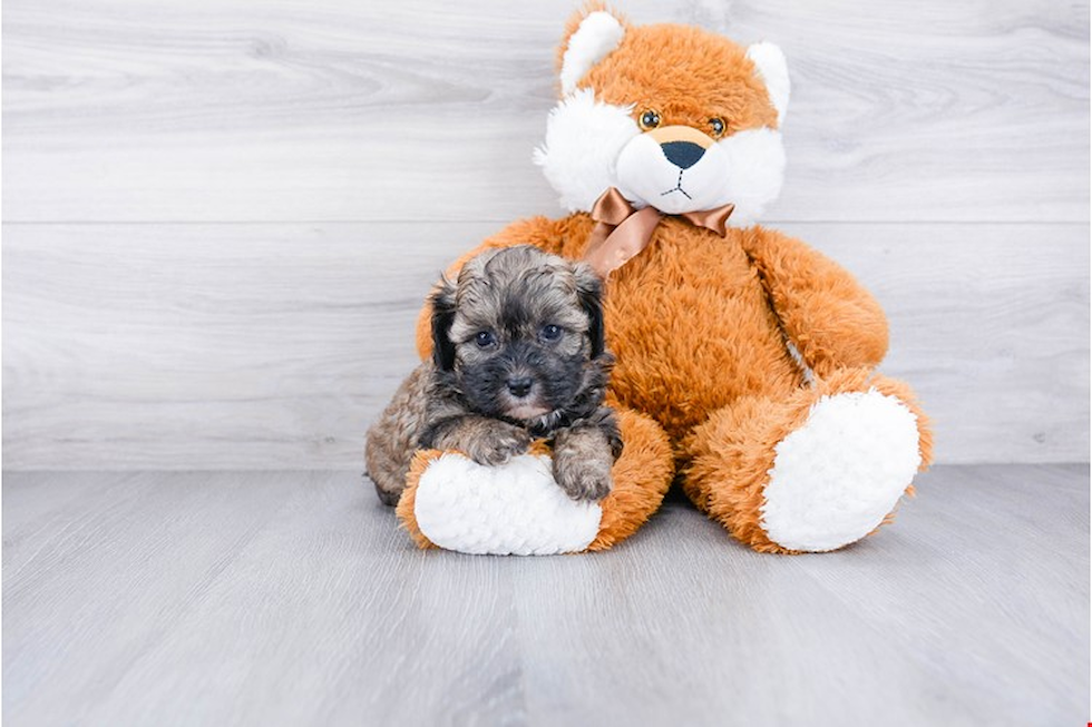 Teddy Bear Pup Being Cute