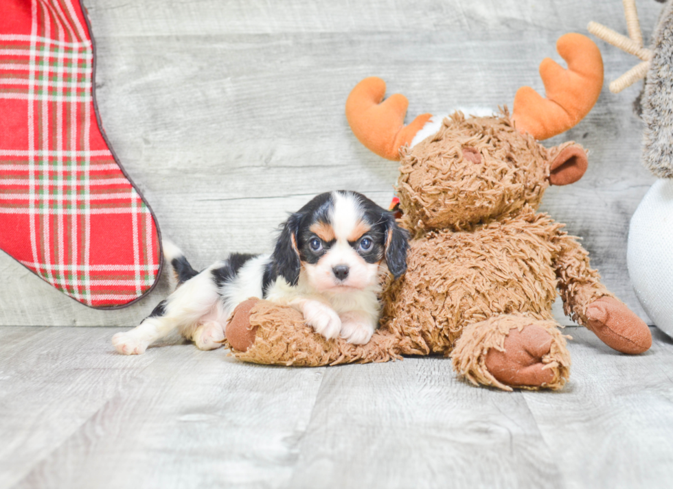 Petite Cavalier King Charles Spaniel Purebred Puppy