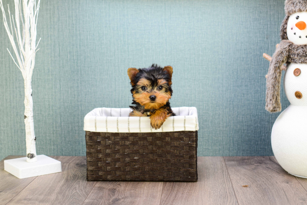 Meet Micro-Teacup-Trigger - our Yorkshire Terrier Puppy Photo 