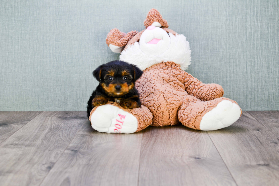 Meet Timmy - our Yorkshire Terrier Puppy Photo 