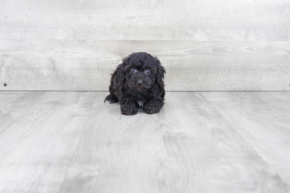 Hypoallergenic Poodle Purebred Pup