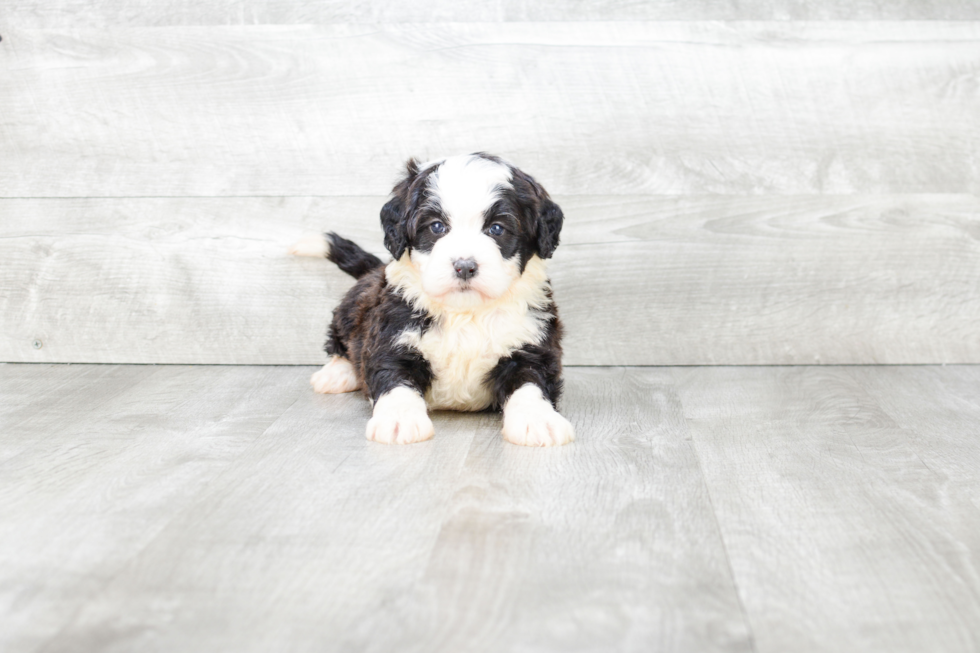 Energetic Bernadoodle Poodle Mix Puppy