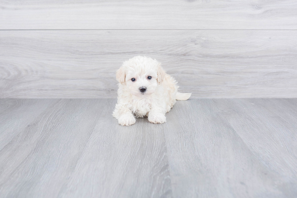 Best Maltipoo Baby