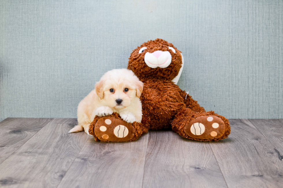 Adorable Maltese Poodle Poodle Mix Puppy