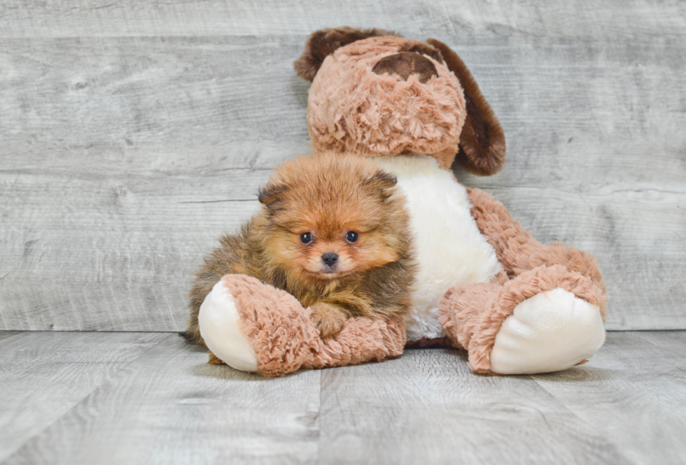 Pomeranian Puppy for Adoption