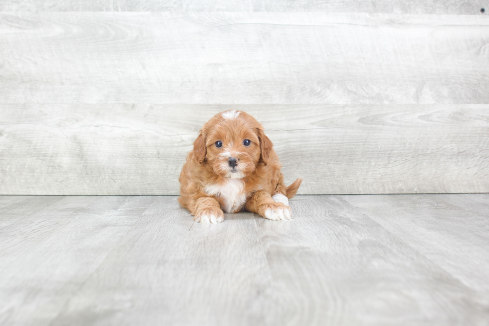 Best Cavapoo Baby