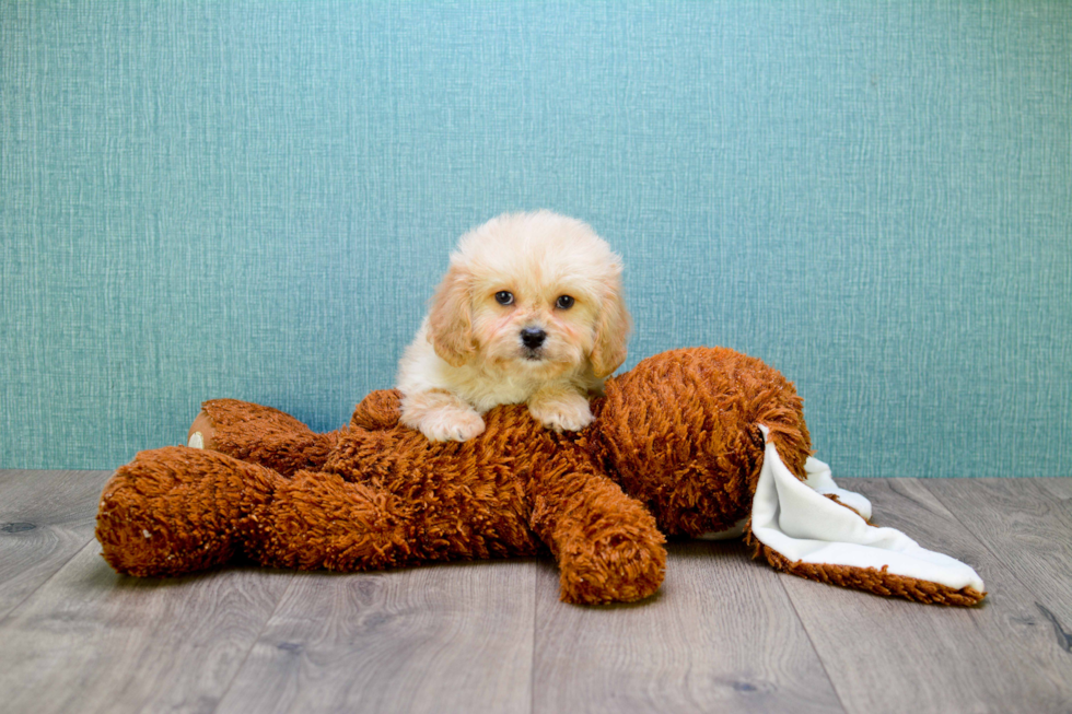 Friendly Cavapoo Baby