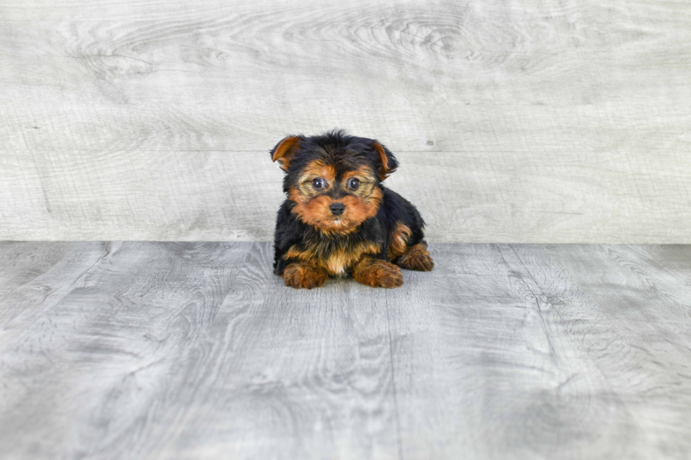 Meet Timmy - our Yorkshire Terrier Puppy Photo 