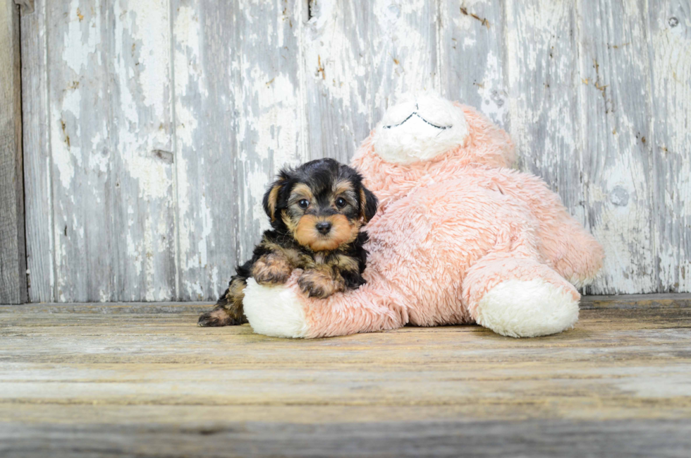 Yorkie Poo Puppy for Adoption