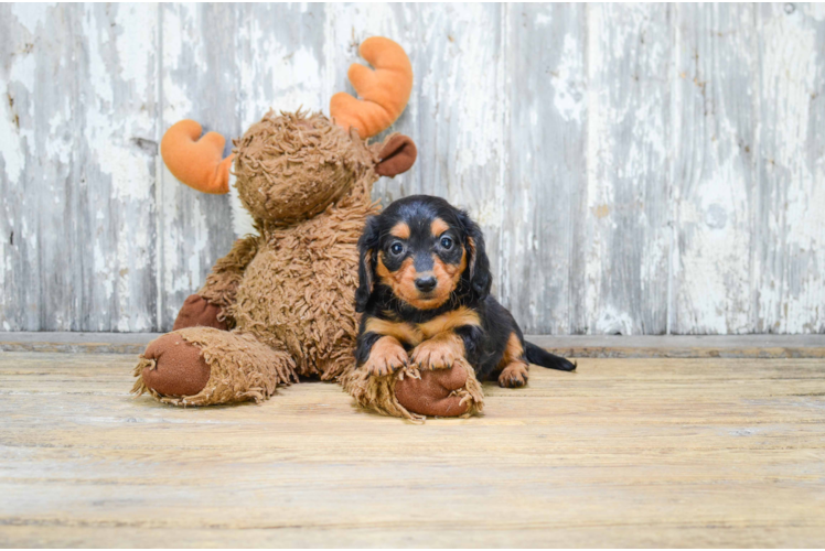 Best Dachshund Baby