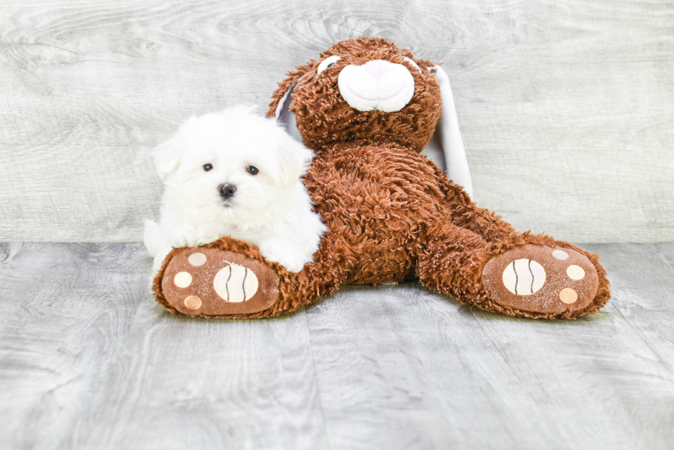 Hypoallergenic Maltese Purebred Pup