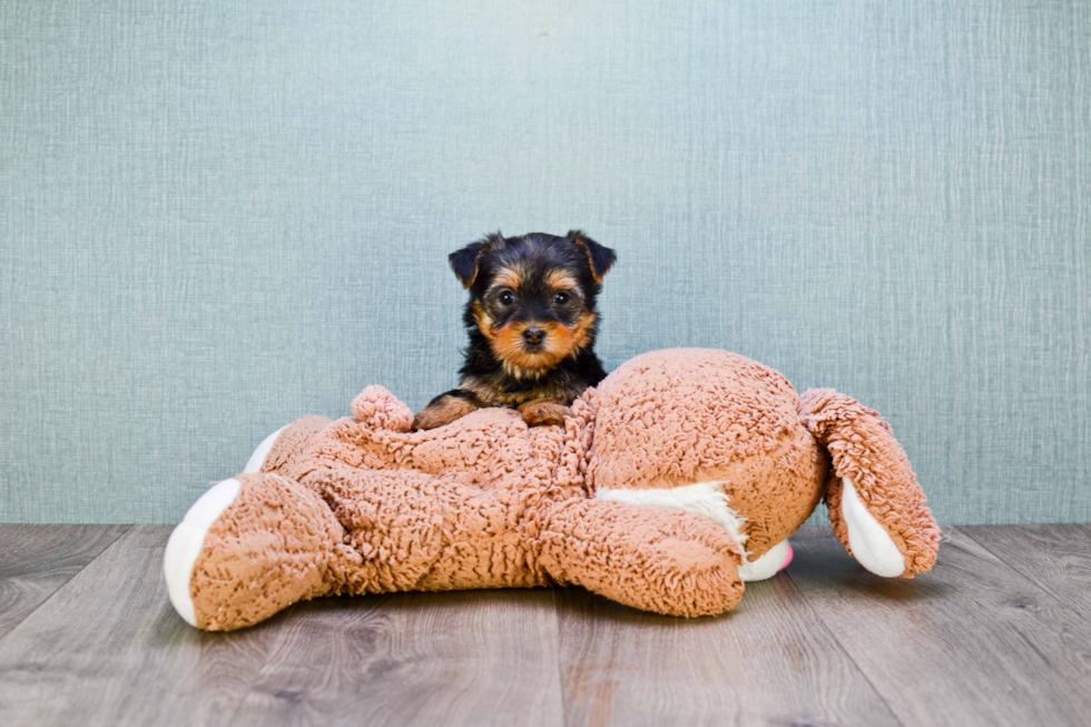 Meet Izzie - our Yorkshire Terrier Puppy Photo 