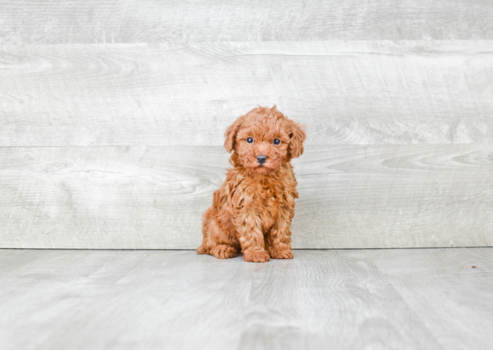 Small Poodle Purebred Pup