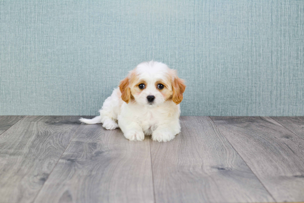 Best Cavachon Baby