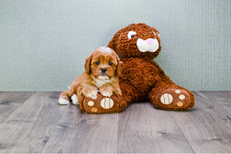 Petite Cavapoo Poodle Mix Pup