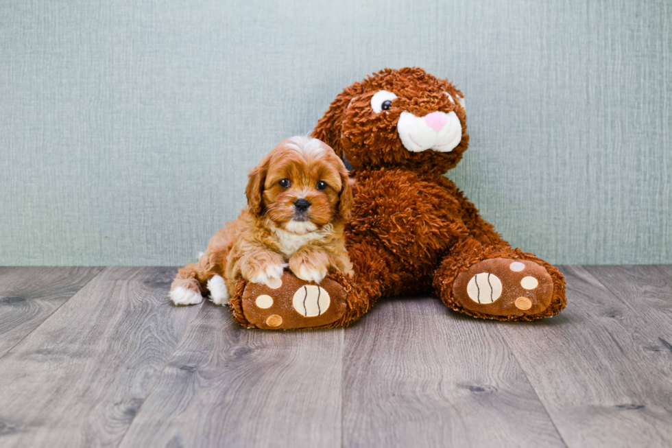 Petite Cavapoo Poodle Mix Pup