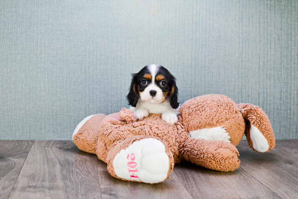 Best Cavalier King Charles Spaniel Baby