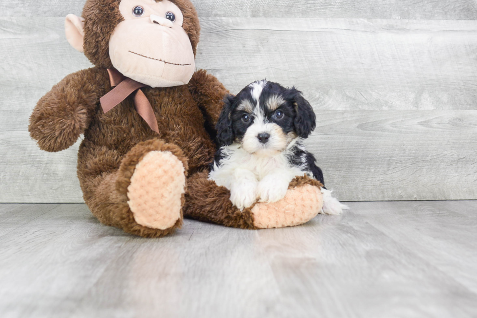 Cavachon Puppy for Adoption