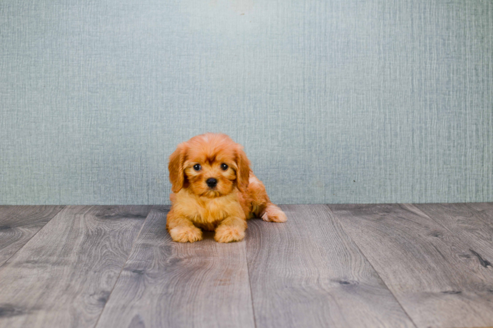 Energetic Cavoodle Poodle Mix Puppy