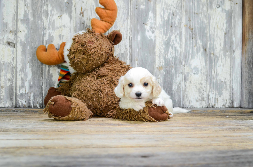 Playful Cavalier Designer Puppy