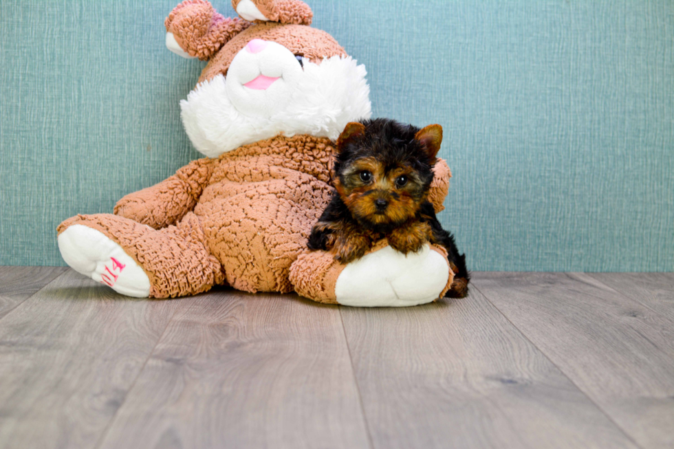 Meet Sloane - our Yorkshire Terrier Puppy Photo 