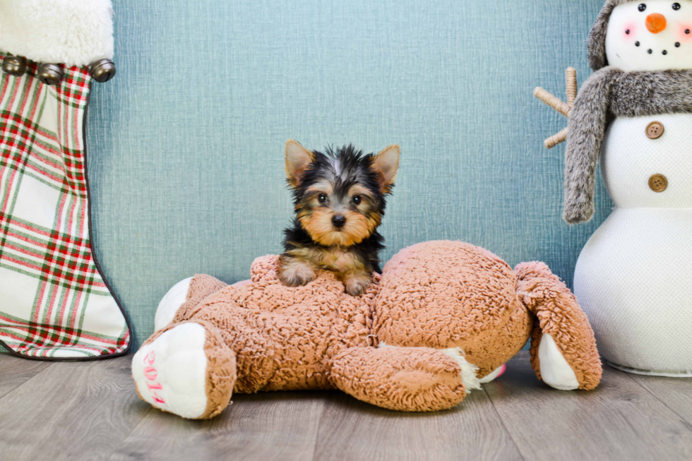 Meet Beckham - our Yorkshire Terrier Puppy Photo 