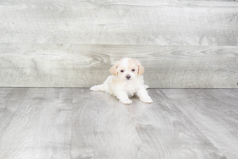 Popular Maltipoo Poodle Mix Pup