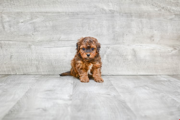 Energetic Mini Berniedoodle Poodle Mix Puppy