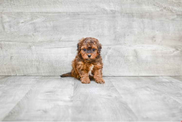 Energetic Mini Berniedoodle Poodle Mix Puppy