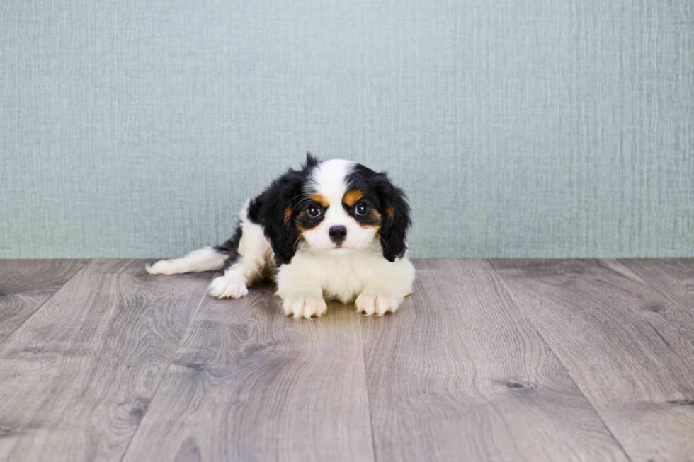 Petite Cavalier King Charles Spaniel Purebred Puppy