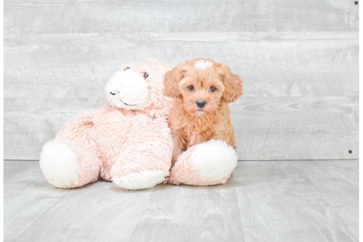 Cavapoo Puppy for Adoption