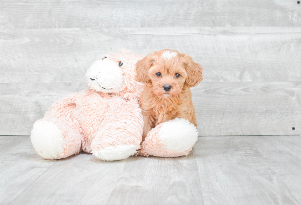 Cavapoo Puppy for Adoption