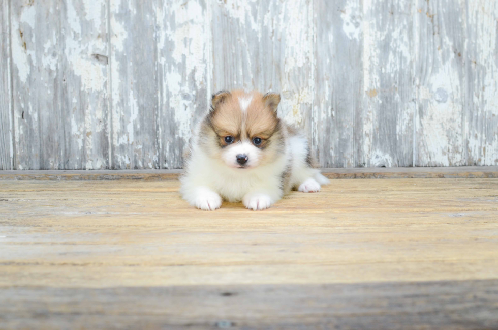 Pomeranian Pup Being Cute