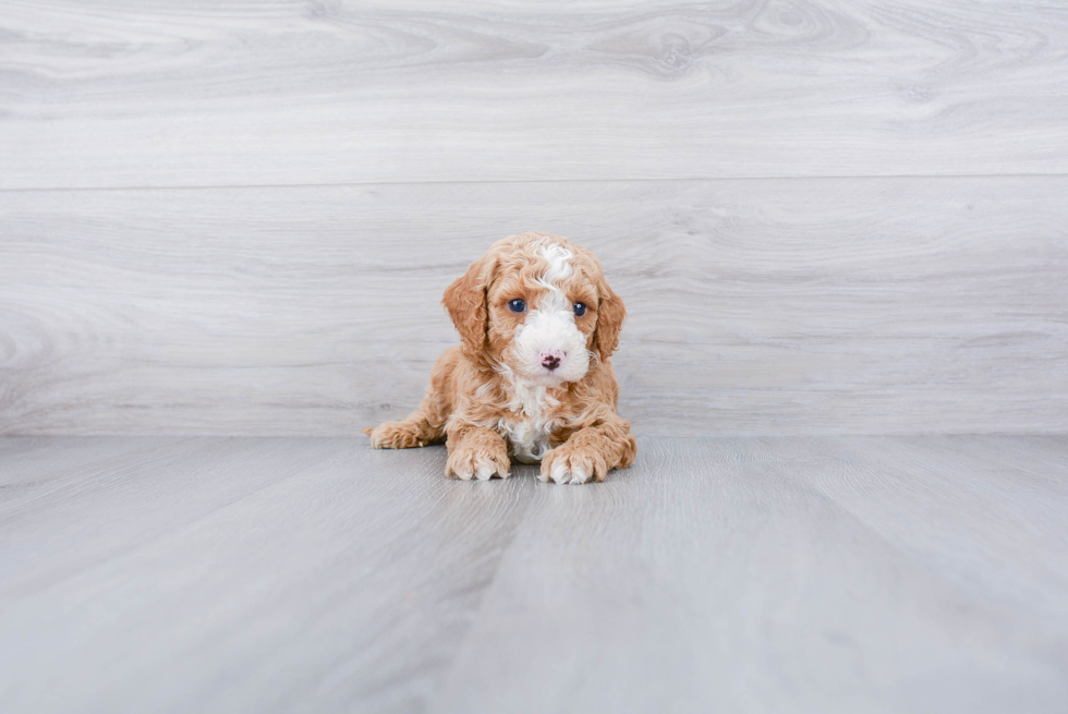 Petite Cockapoo Poodle Mix Pup