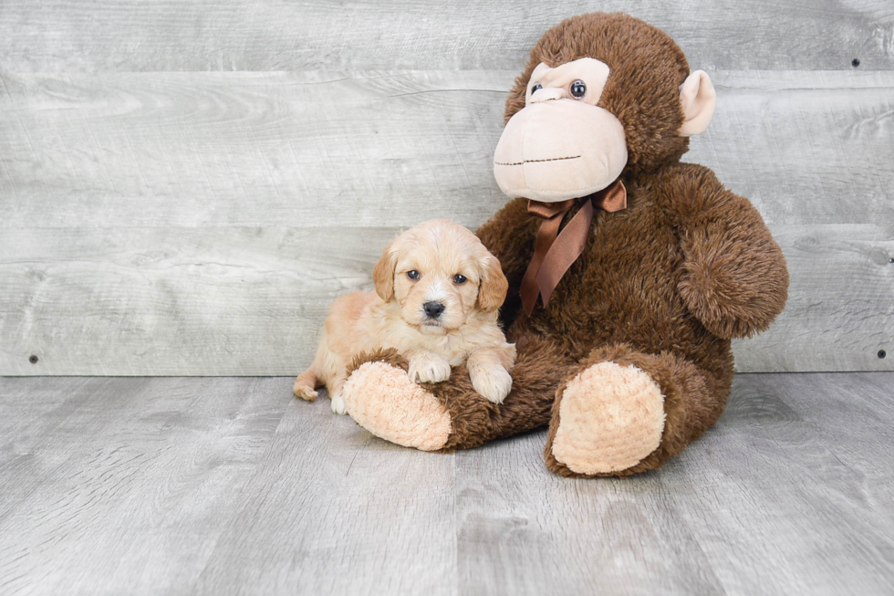 Mini Goldendoodle Puppy for Adoption