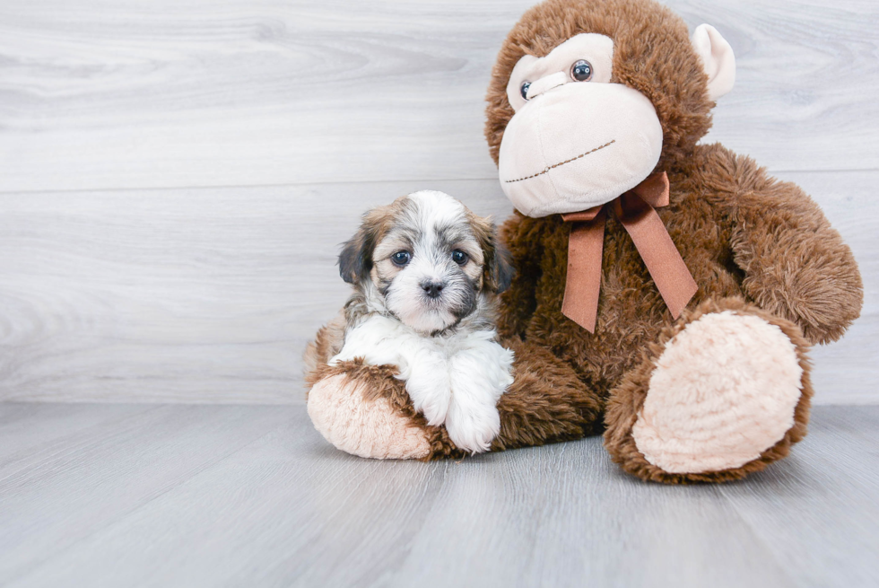 Fluffy Teddy Bear Designer Pup