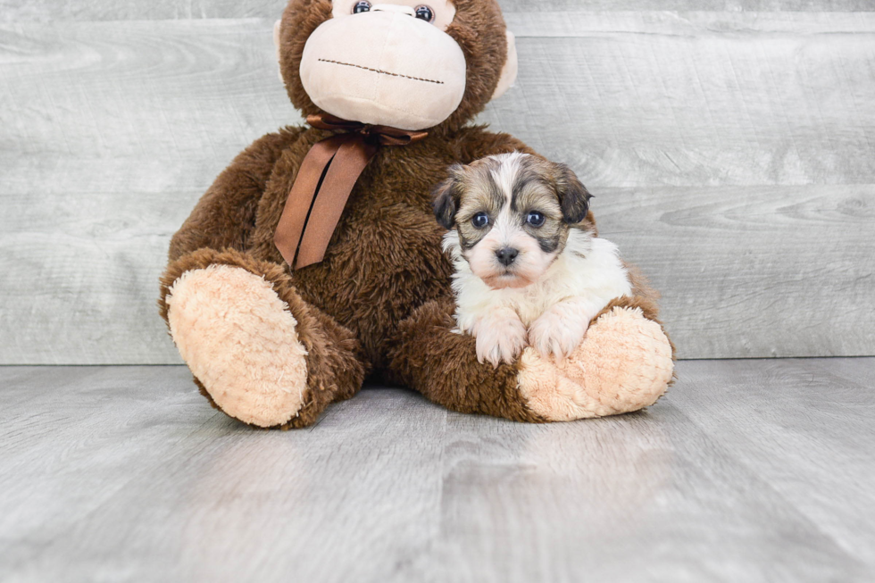 Teddy Bear Puppy for Adoption