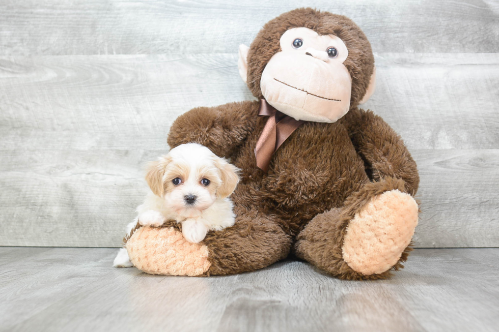 Funny Maltipoo Poodle Mix Pup