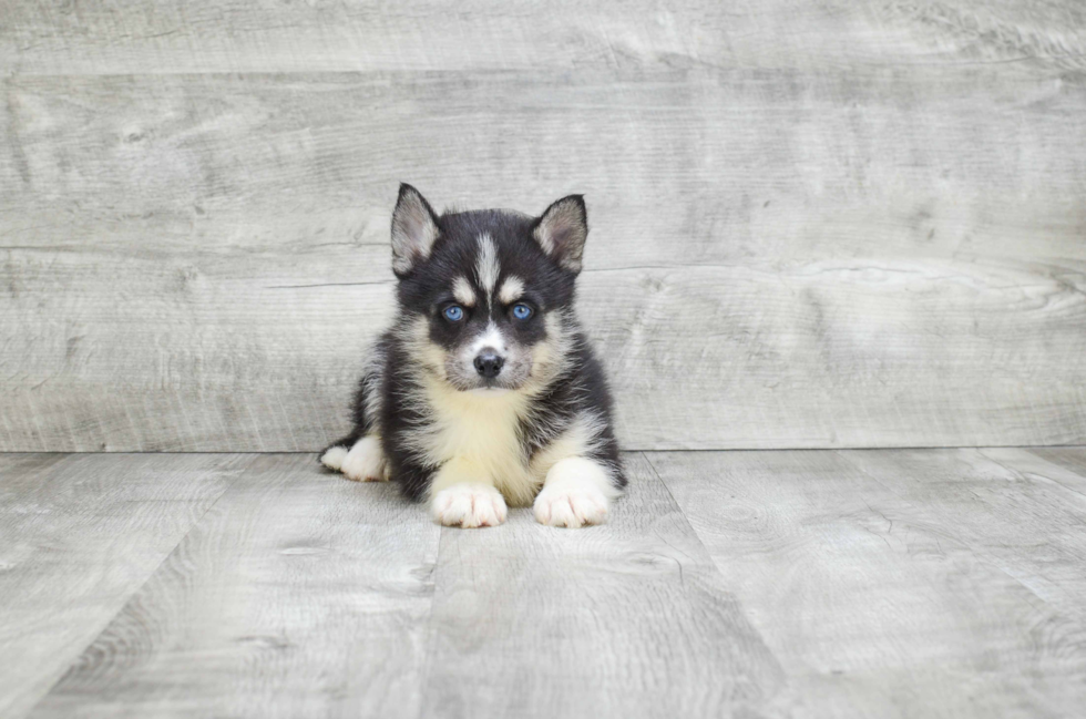 Hypoallergenic Mini Husky Designer Puppy