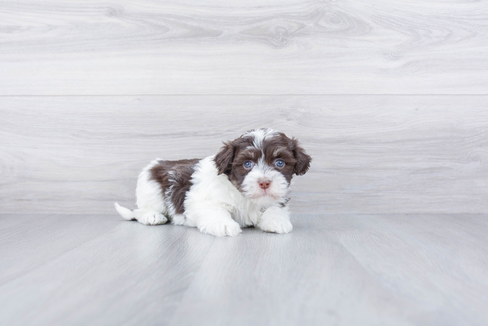 Happy Havanese Purebred Puppy