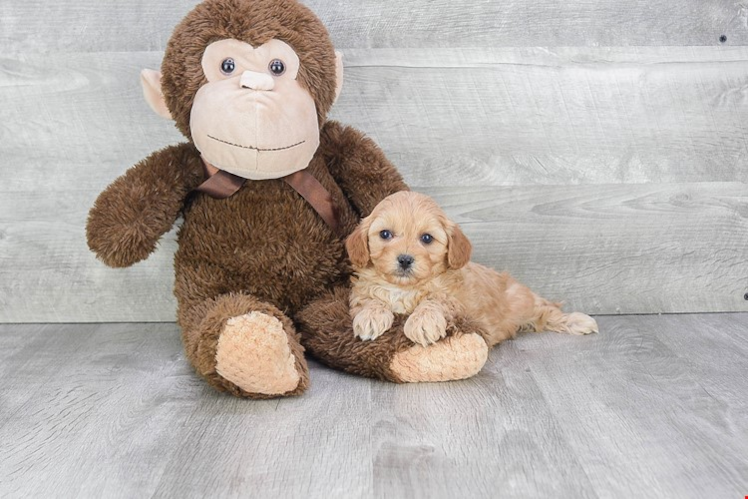 Small Cavapoo Baby