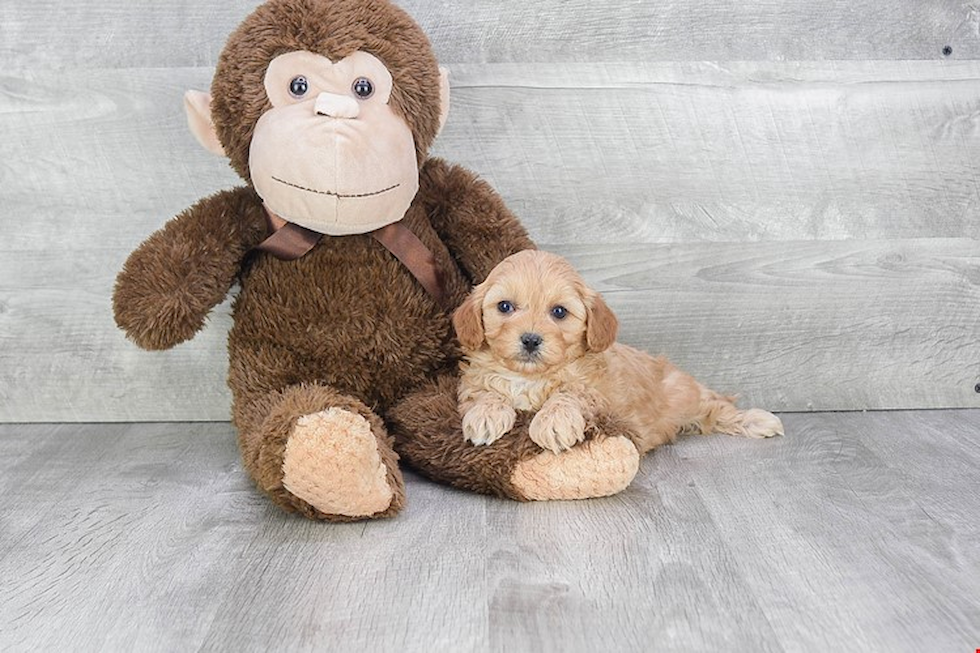 Small Cavapoo Baby