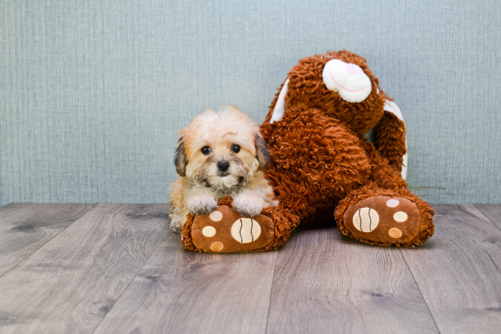 Adorable Yorkie Designer Puppy