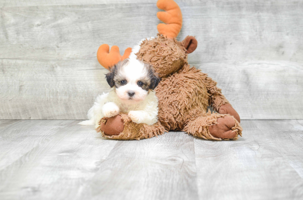 Teddy Bear Pup Being Cute