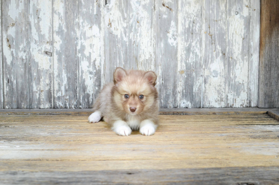 Happy Pomsky Baby