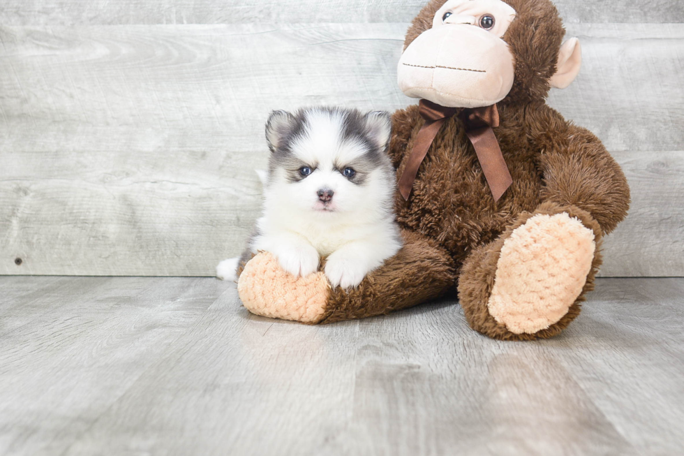 Hypoallergenic Mini Husky Designer Puppy