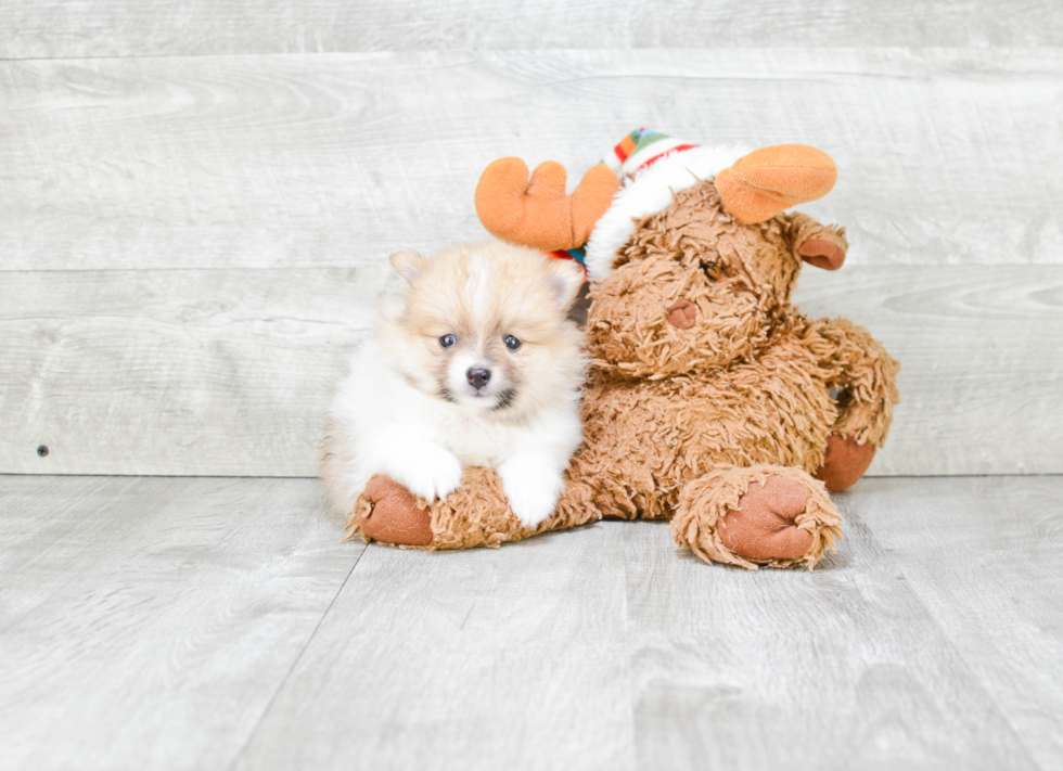 Energetic Pomeranian Purebred Puppy