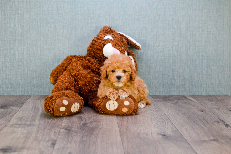 Smart Cavapoo Poodle Mix Pup