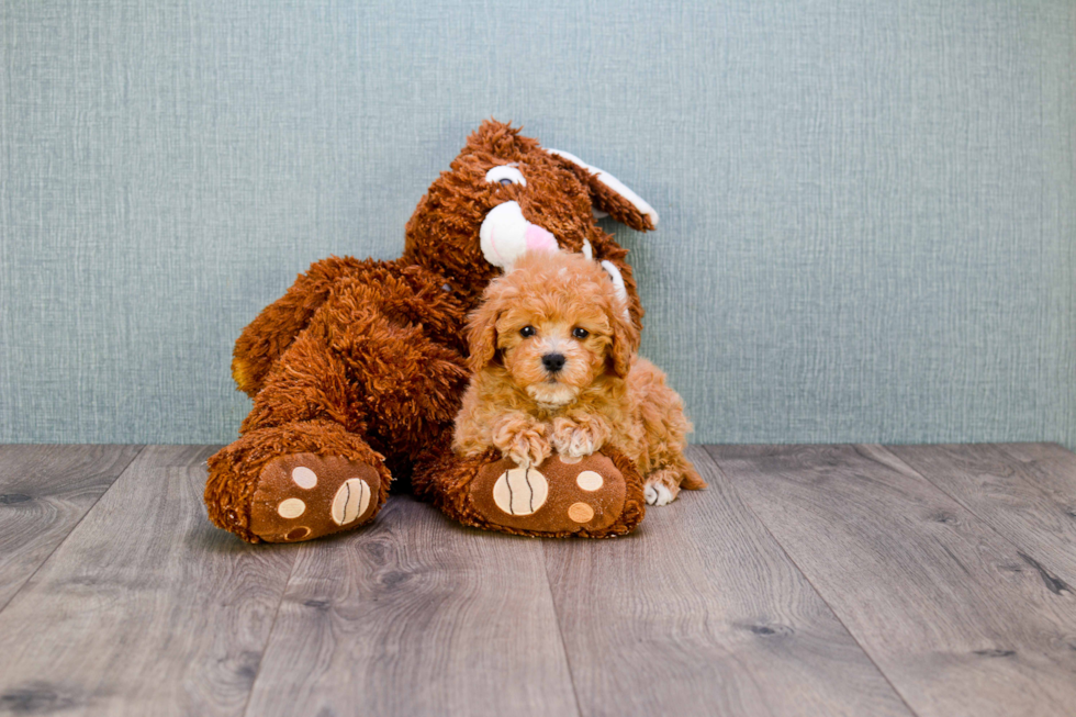 Smart Cavapoo Poodle Mix Pup